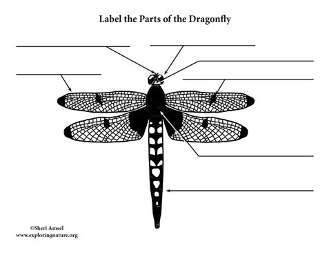 Dragonfly Labeling Page