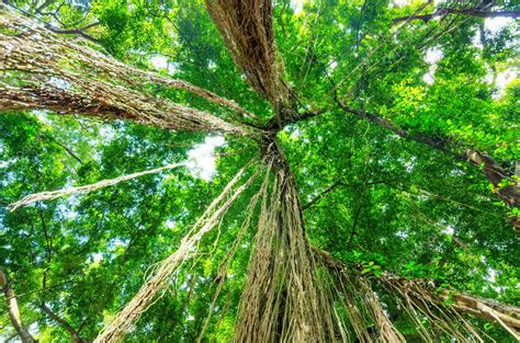 Árboles Verdes En La Selva Tropical Fotografía De Stock © Efired