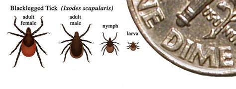 Lyme Disease Lyme Disease Cdc