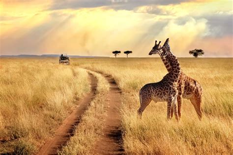 Girafes Group Of Giraffes Serengeti National Park African Safari