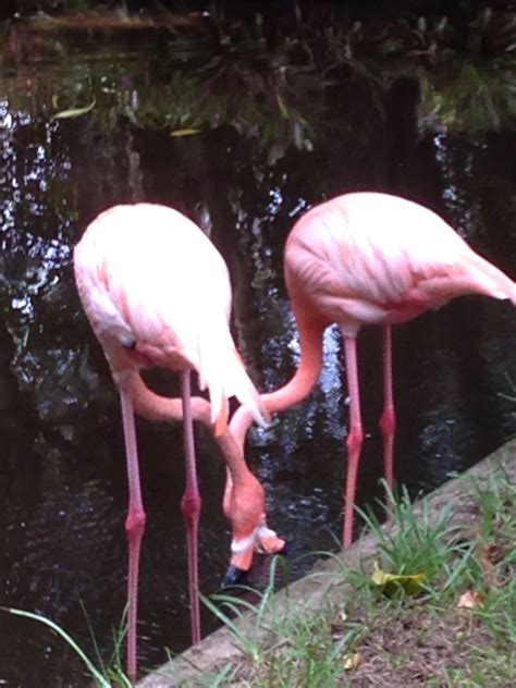 Pretty Flamingos At The Botanical Gardens In Fort Meyers Flamingo