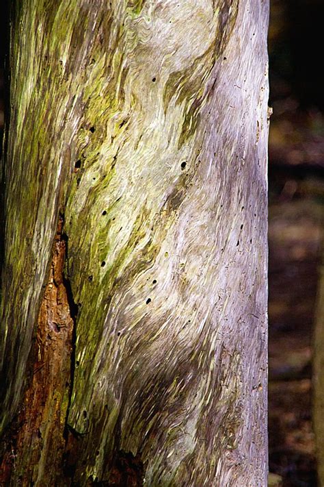 Beautiful Tree Bark Aa1 By Steve Lewis Via 500px Tree Bark Wood
