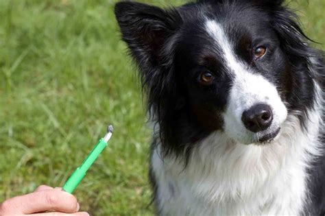What To Do After Removing A Tick From Your Dog Healthy Homemade Dog