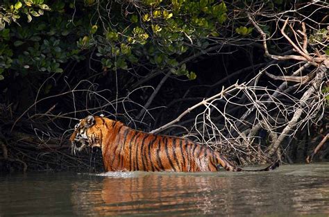 Royal Bengal Tiger In Mangrove Forests Of Sunderban Wildlife Tour