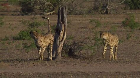 Elephant Encounter And Cheetahs At Safari Live Legendado Pt Br Youtube