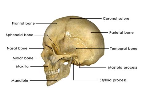 In The Diagram Where Is The Mastoid Process Derslatnaback