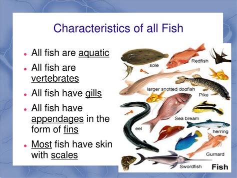Ppt Chapter 16 Notes Fish Powerpoint Presentation Free Download