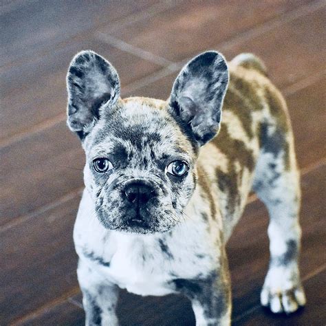 39 Merle French Bulldog Pups Pic Bleumoonproductions
