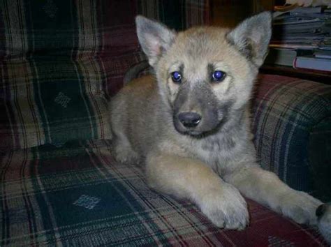 German Shepherd Wolf Hybrid Puppies For Sale Petsidi