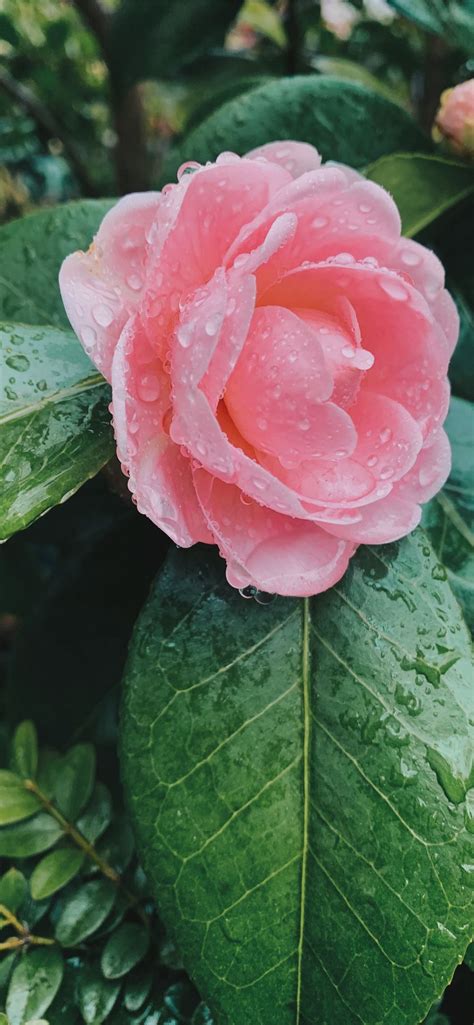 Pink Flower In Bloom Iphone 12 Wallpapers Free Download