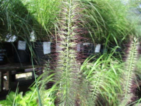 Cenchrus Alopecuroides Chinese Fountaingrass Chinese Fountain Grass