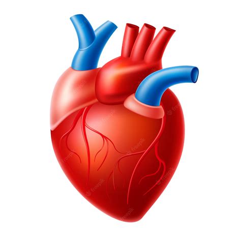 Estrutura Realista Da Anatomia Do Coração órgão Do Sistema De
