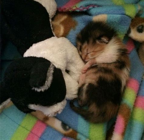Tiny Calico Kitten Rescued Hours After Birth Love Meow