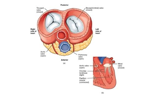 Pericardium And Heart Viva Emedicodiary
