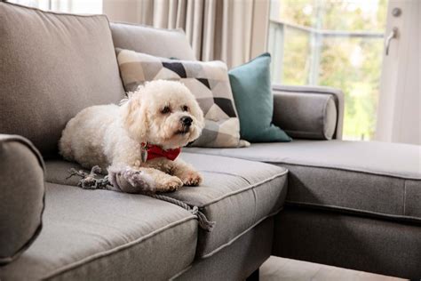 Pet-Friendly Apartments | Pet-friendly apartments in Dublin | Fernbank