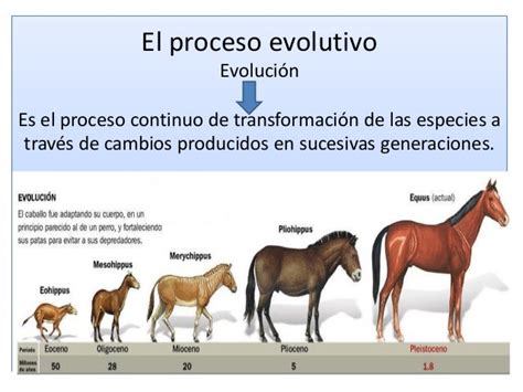 Proceso Evolutivo