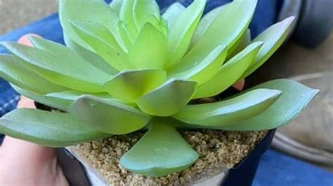 A Woman Looked After A Succulent For Two Years And Then Found Out It