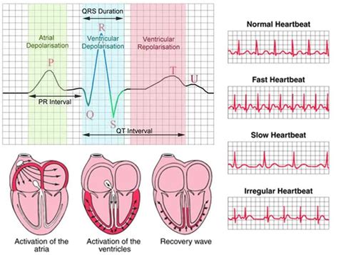 A Quick Guide To Ecg Copy And Paste Into A New Browser