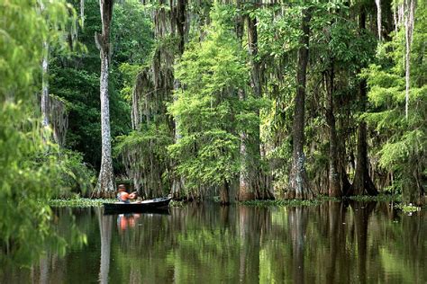 The Bayous Of Louisiana Southern Usa United States Of America