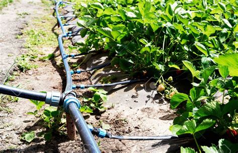 Farmers In Maharashtra Prefer Cheap And Low Quality Drip Irrigation