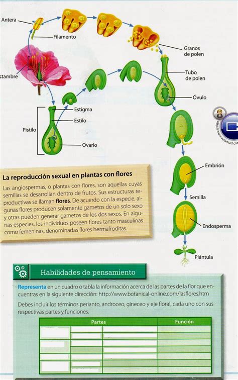 Reproduccion Vegetal Porn Sex Picture