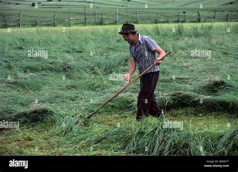 Haymaker Making Hay Man Cutting Hay With Scythe Carpathian Mountains