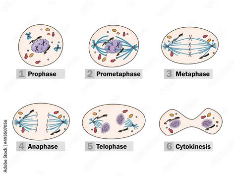 The Process Of Karyokinesis Or Mitosis Is Divided Into Five Stages