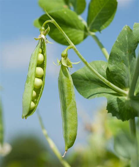 How To Grow Peas What To Plant When To Plant It And How Quickly You