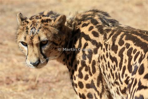Martin Grace Photography A Rare King Cheetah Acinonyx Jubatus De