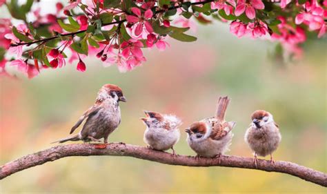 521400 Spring Birds Stock Photos Pictures And Royalty Free Images Istock