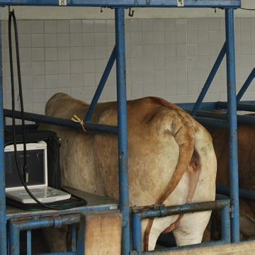O que é e qual a importância de monitorar o corpo lúteo em vacas