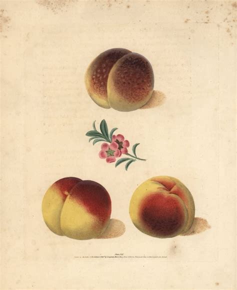 Amazon Peach Varieties Prunus Persica Poster Print By Florilegius