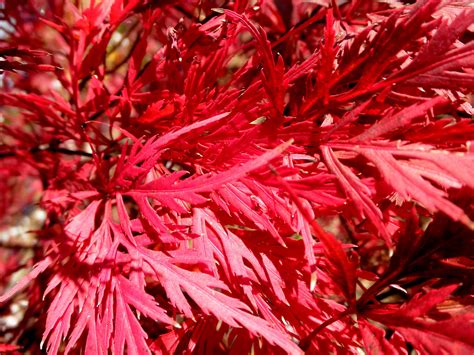 Apr 08, 2020 · orangeola japanese maple. Acer palmatum dissectum 'Orangeola' ORANGEOLA LACELEAF ...