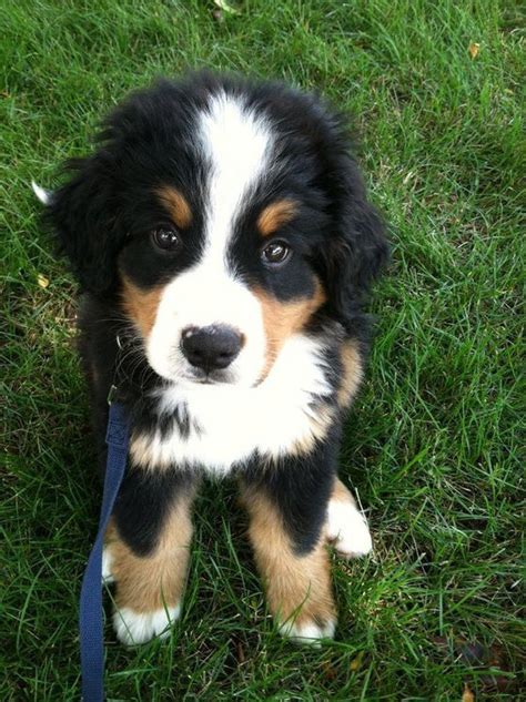 24 Puppies That Will Surely Make You Smile Bernese Mountain Dog Puppy