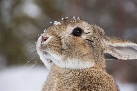 Snow Bunny Cute Creatures Beautiful Creatures Animals Beautiful
