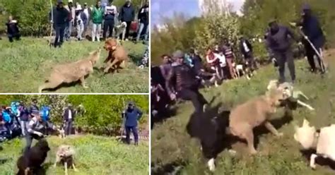 Video Emerges Of Lone Wolf Being Tortured By Villagers And Dogs Metro