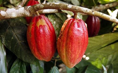 Последние твиты от cocoa controls (@cocoacontrols). Cocoa genome will lead to chocolate that can improve your health - Telegraph