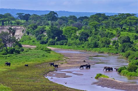 tarangire national park travel northern tanzania tanzania lonely planet