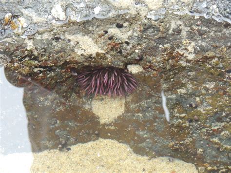 Purple Sea Urchin Project Noah