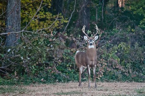 10 Point Buck Photograph By Donna Harding Pixels
