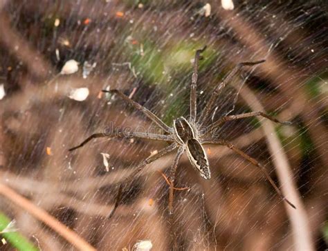 Macro Of A Brown Grass Spider Stock Image Image Of Fear Horror 14972773