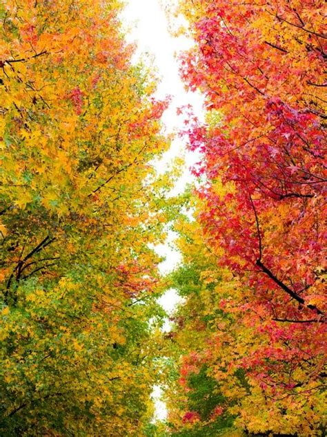 Turning Leaves Fall Colors Color Of Life Fall Colors Autumn Scenery