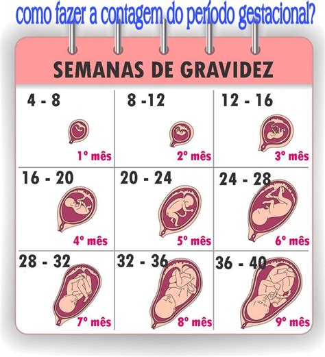 Gil Ramos Consultoria Como Fazer A Contagem Do PerÍodo Gestacional