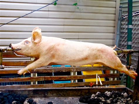 A piglet from a pet store or farm might seem cute consider getting two or more pigs instead of just one. Gallery: How to Roast a Pig on a Spit | Serious Eats