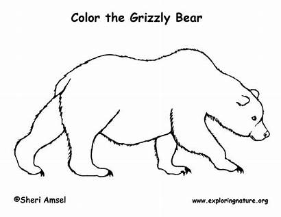 Bear Coloring Grizzly Drawing Pages Bears Draw