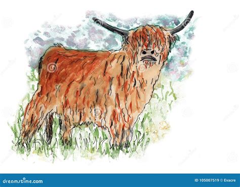 A Cow A Scottish Highlander Hand Painted In Watercolor And Ink Stock