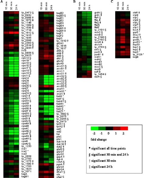 Heat Map Of L Plantarum Wcfs1 Genes Differentially Expressed In The