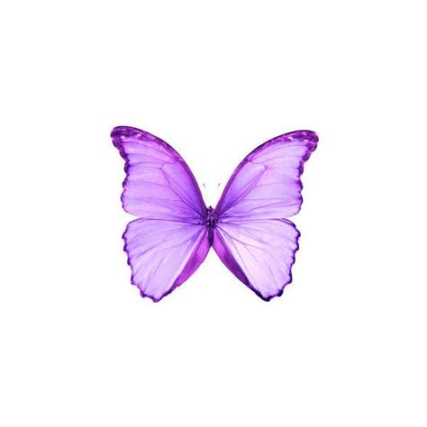 Butterfly Beautiful Butterflies Purple Love Purple Butterfly