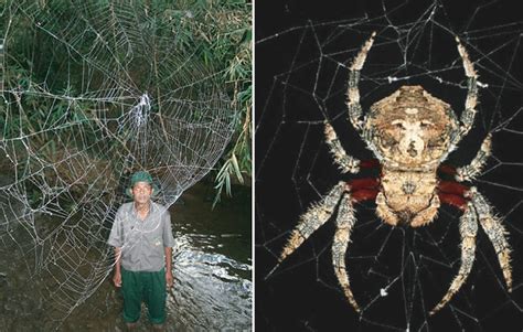 Gigantic Spider Webs Made Of Silk Tougher Than Kevlar Wired