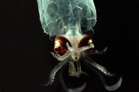 The Craziest Sea Creatures You Wont Believe Are Real